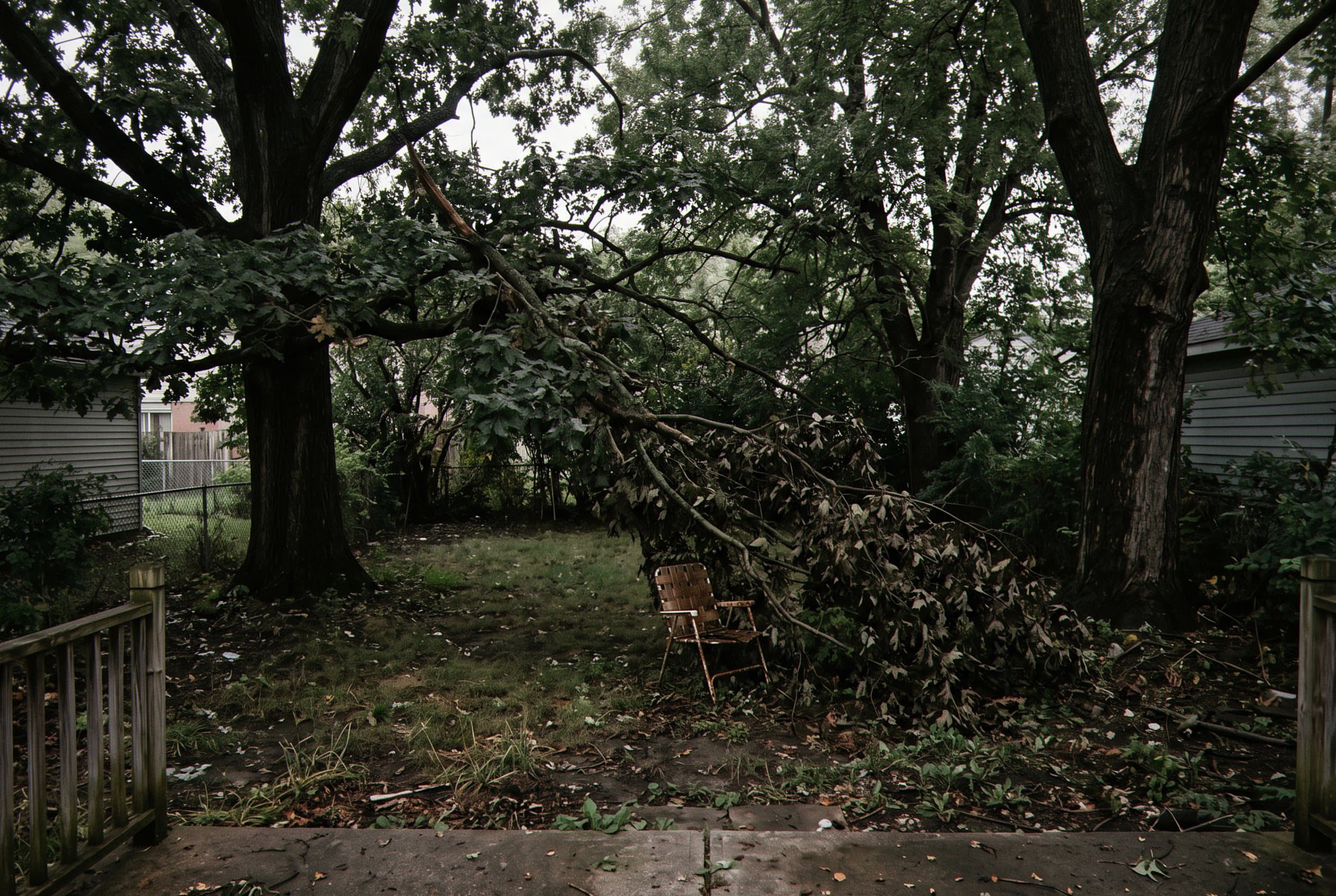 Overgrown canopy blocks sunlight to yard