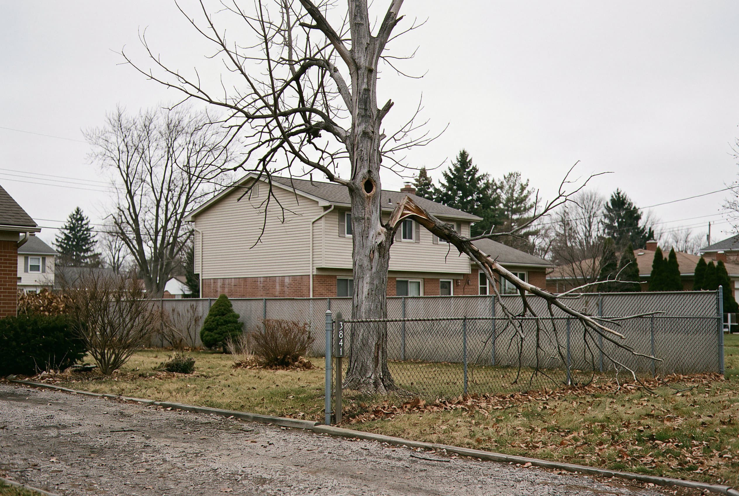 Dead tree trunk stripped bare of all foliage