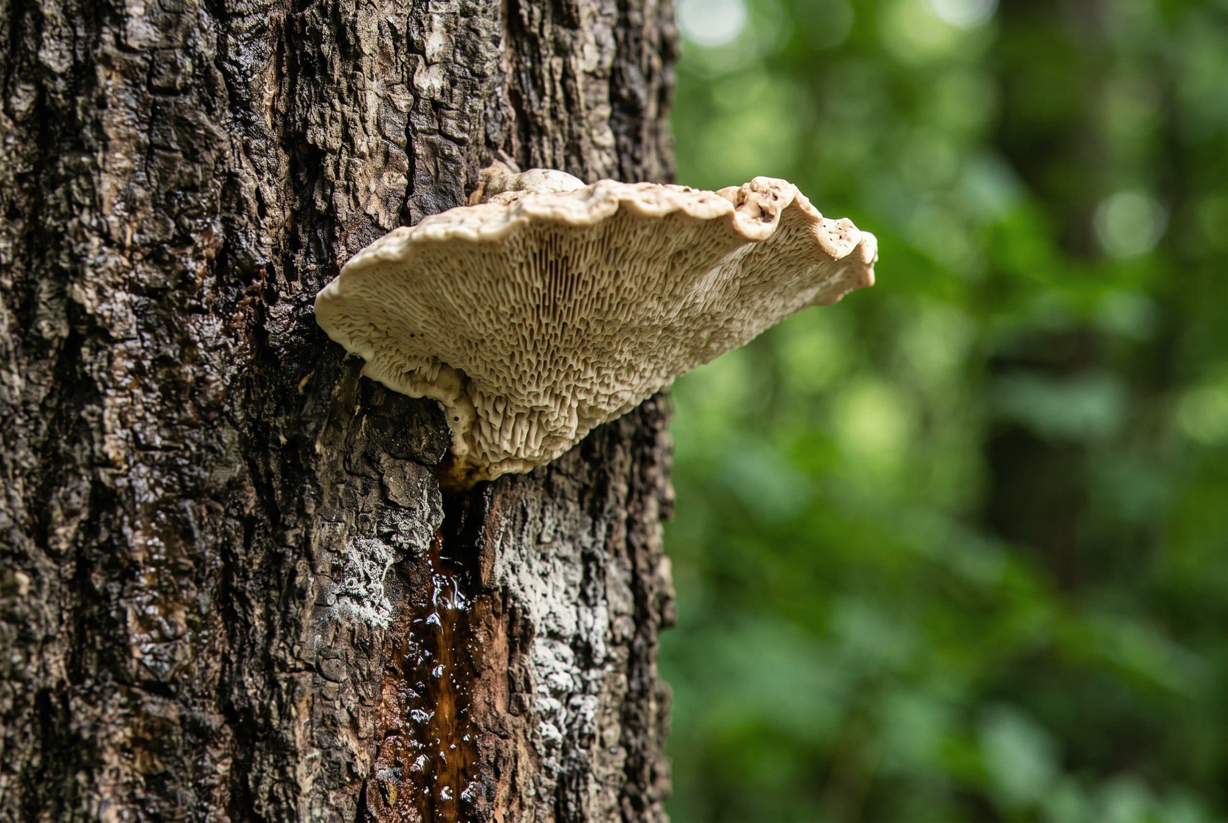 Close-up inspection of bark and tree structure