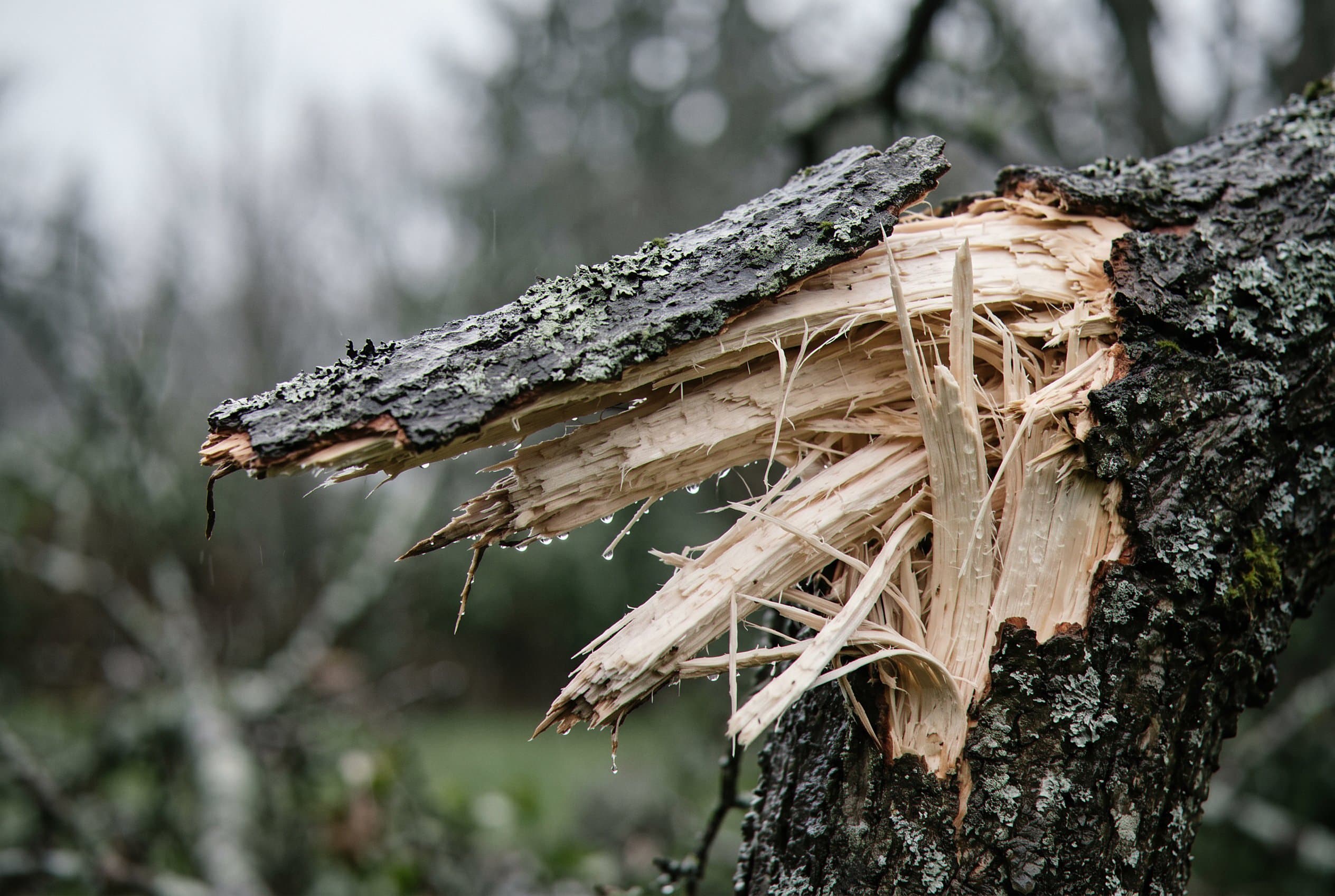 Close-up of chainsaw cutting through thick limb