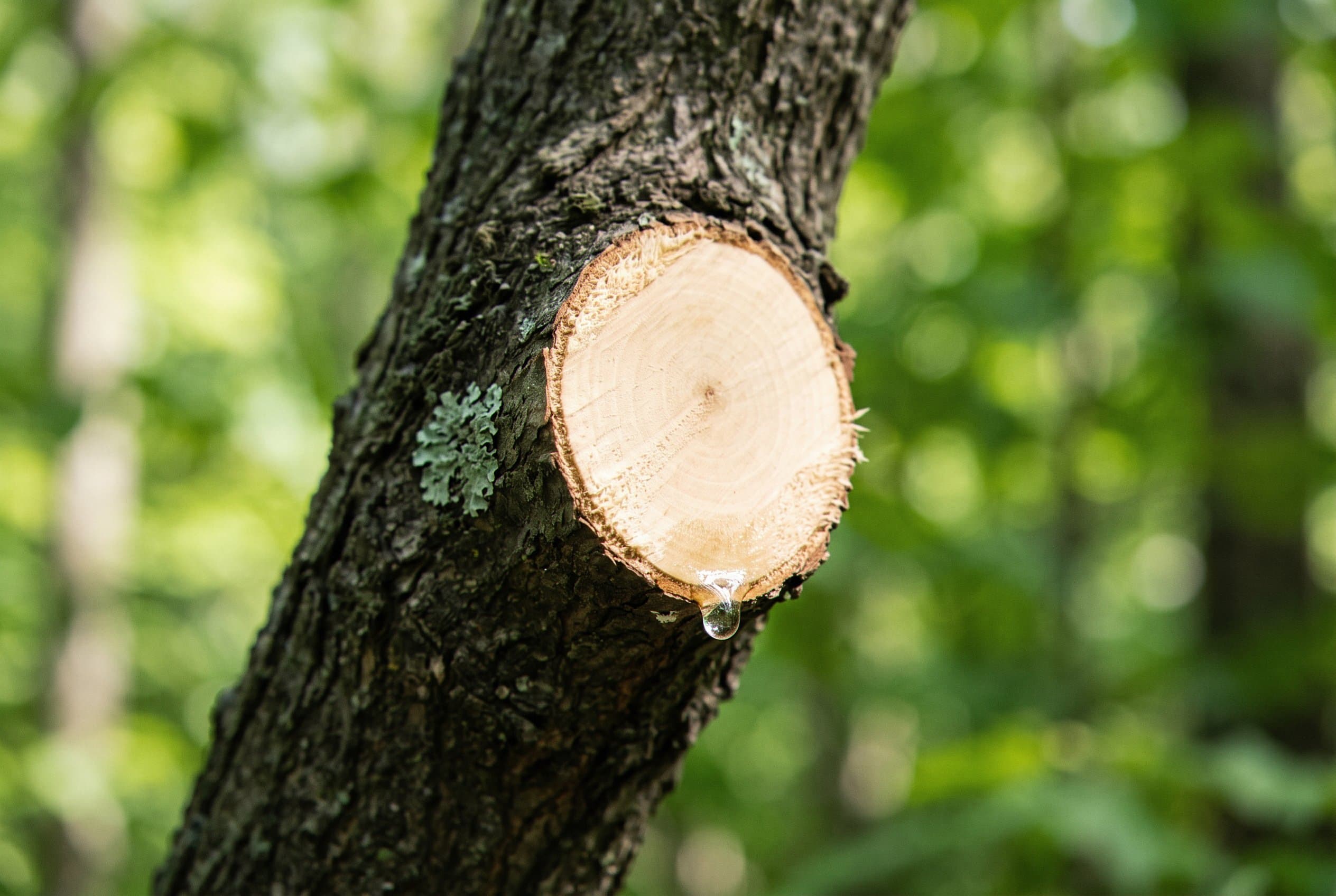Close-up of clean pruning cut on thick branch